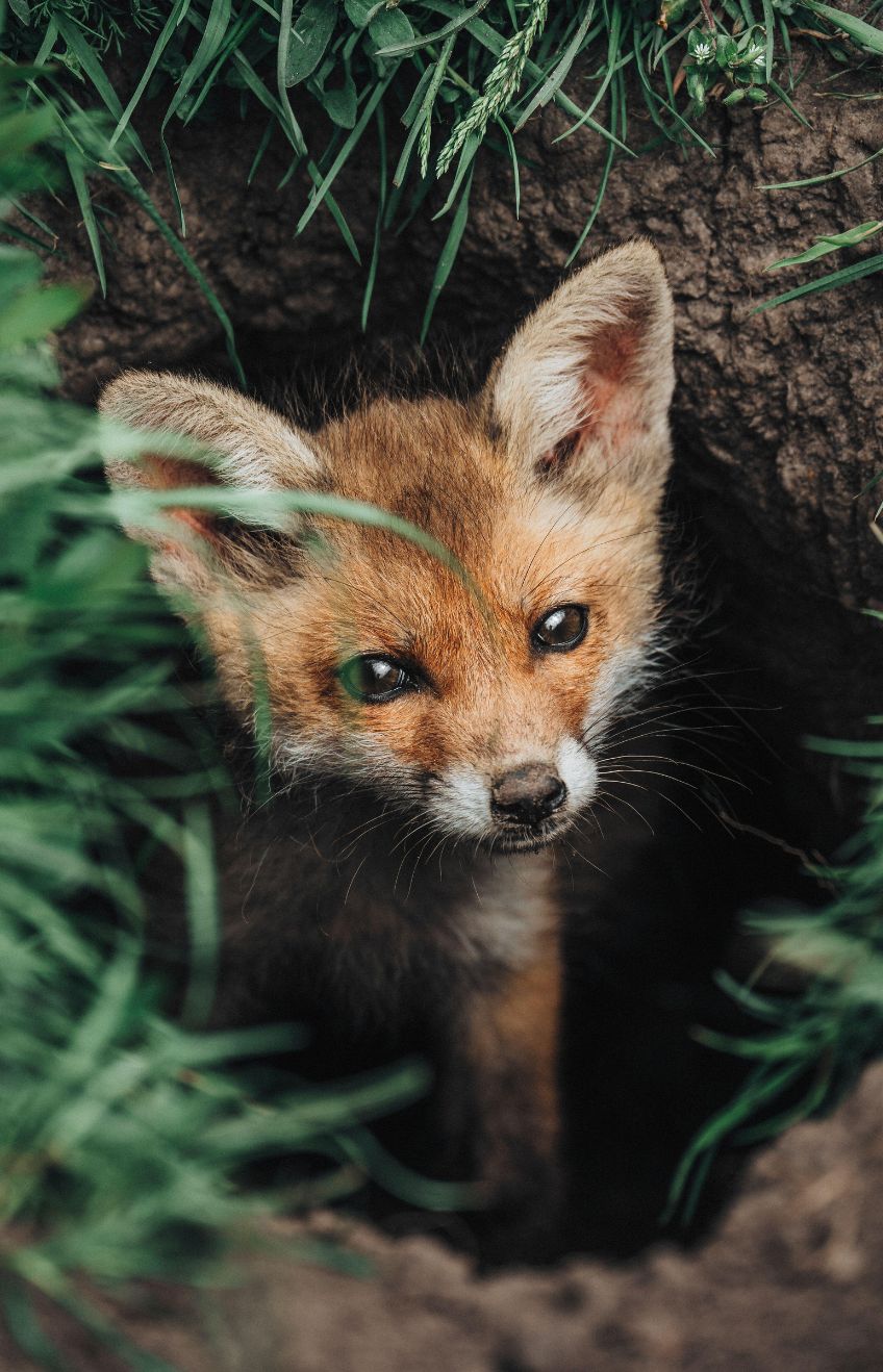 2RBE9GY, Red baby fox peeking